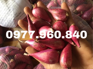 1KG HÀNH TÍM LÝ SƠN LOẠI 1