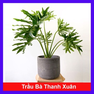 Trầu Bà Thanh Xuân - Cây cảnh trong nhà
