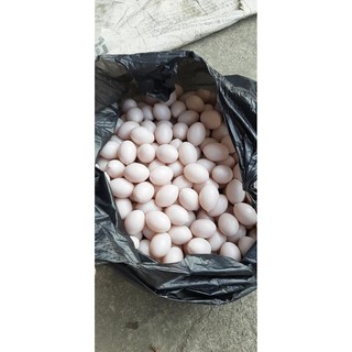 Com bo 50 trứng nước bồ câu giả