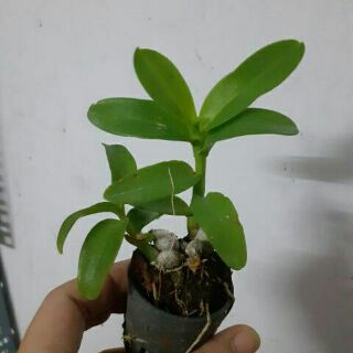 Trầm 6 mắt giống