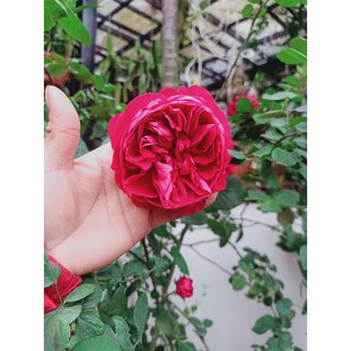 Chế phẩm Sinh học an toàn trị Côn trùng, Nhện