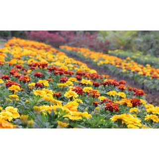 Hạt Giống Hoa Vạn Thọ Pháp Nhiều Màu