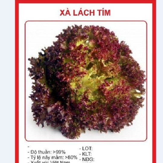 Hạt giống Xà lách xoăn tím -Khối lượng: 0.5 gr - DC