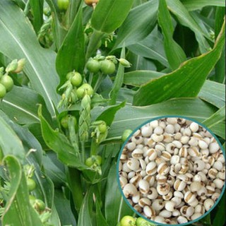 1kg Hạt ý dĩ - Hạt bobo
