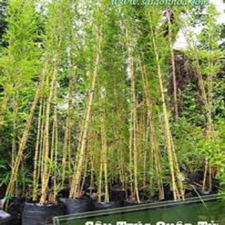 Bụi cây trúc quân tử (5 thân)