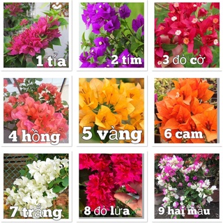 Cây hoa giấy đủ màu (trắng,vàng,đỏ,tím huế,cam,hồng..)lấy màu nào nhắn tin