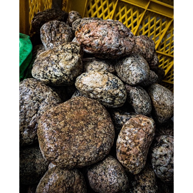 Đá Cuội Vân Mối | Trang Trí Setup Bể Thủy Sinh, Biotope, Blackwater, Iwagumi,.... |Mua Nhiều Giảm Giá