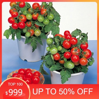 [ Siêu Rẻ ] Hạt giống cà chua bi kiểng đỏ F1