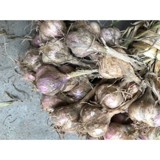 Quà biết Tết-1kg tỏi ta Bắc Ninh