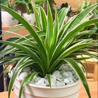 Cây dây nhện( gốc kép đủ bình như hình)