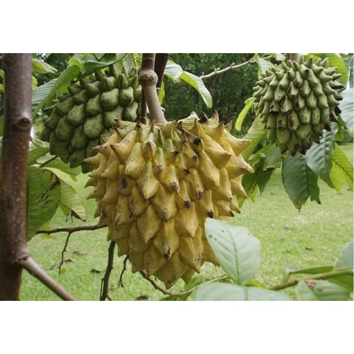 Cây giống Mãng Cầu - Na Vàng Gai Nam Mỹ - na Rollinia 1-1,5kg/quả