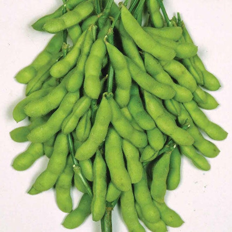 Hạt giống đậu nành lông Nhật