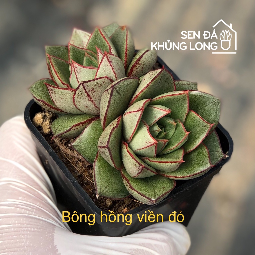 Sen đá bông hồng đen viền đỏ - echeveria monocerotis
