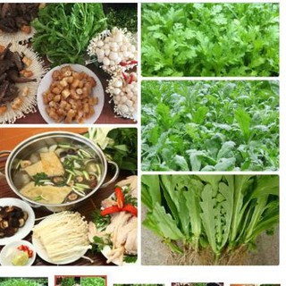 Hạt giống rau cải cúc tẻ rau tần ô cao cấp