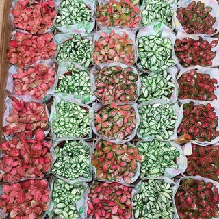 Cây cẩm nhung cỏ may mắn màu đỏ