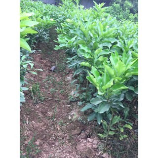 CÂY GIỐNG BƯỞI ĐỎ PHÚC KIẾN