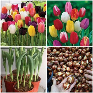 combo 5 củ hoa tulip đủ màu trồng chơi tết hoặc bán tết củ đẹp