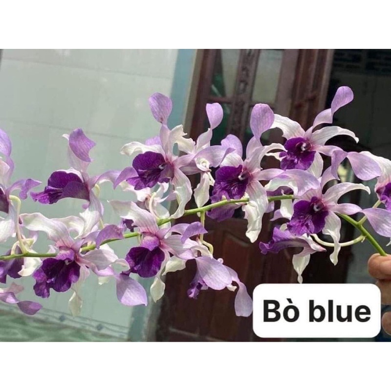 Cây hoa lan tím cô dâu, so nha