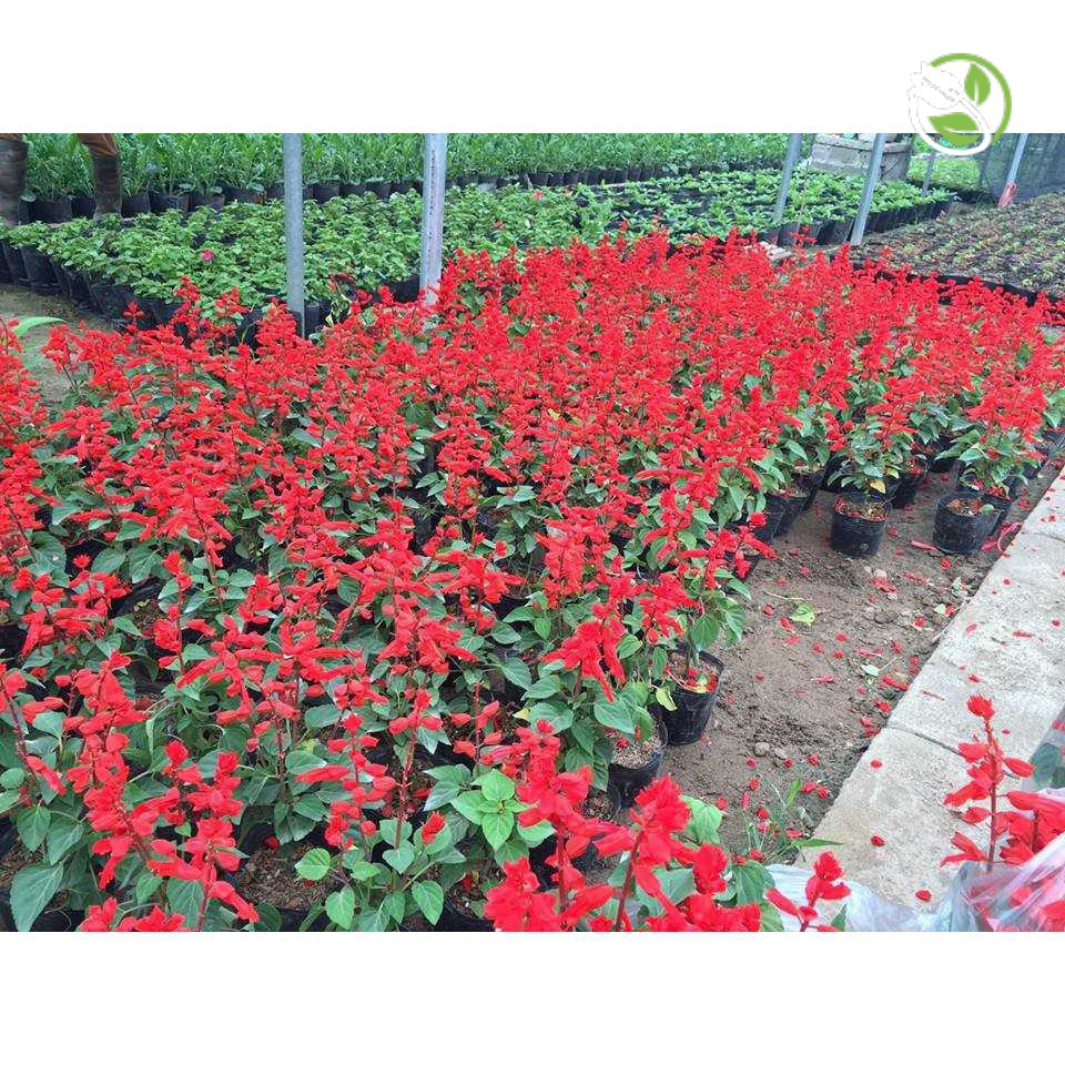 Hạt Giống Hoa Xác Pháo Đỏ PN-10 Phú Nông- Gói 0.3g - Salvia Splendens
