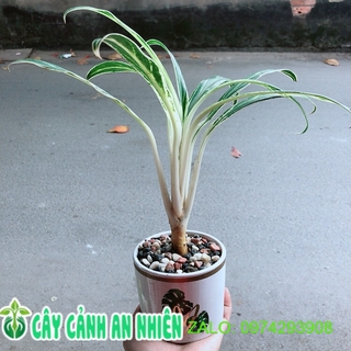 Chậu cây giữ tiền