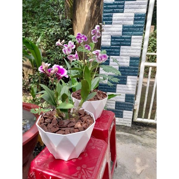 Chậu Hoa Lan YaYa Thái Lan Thiết Kế Để Bàn Làm Viêc