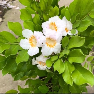 Lá nguyệt quế Thái tươi dùng để cắm hoa - Lá nguyên cành
