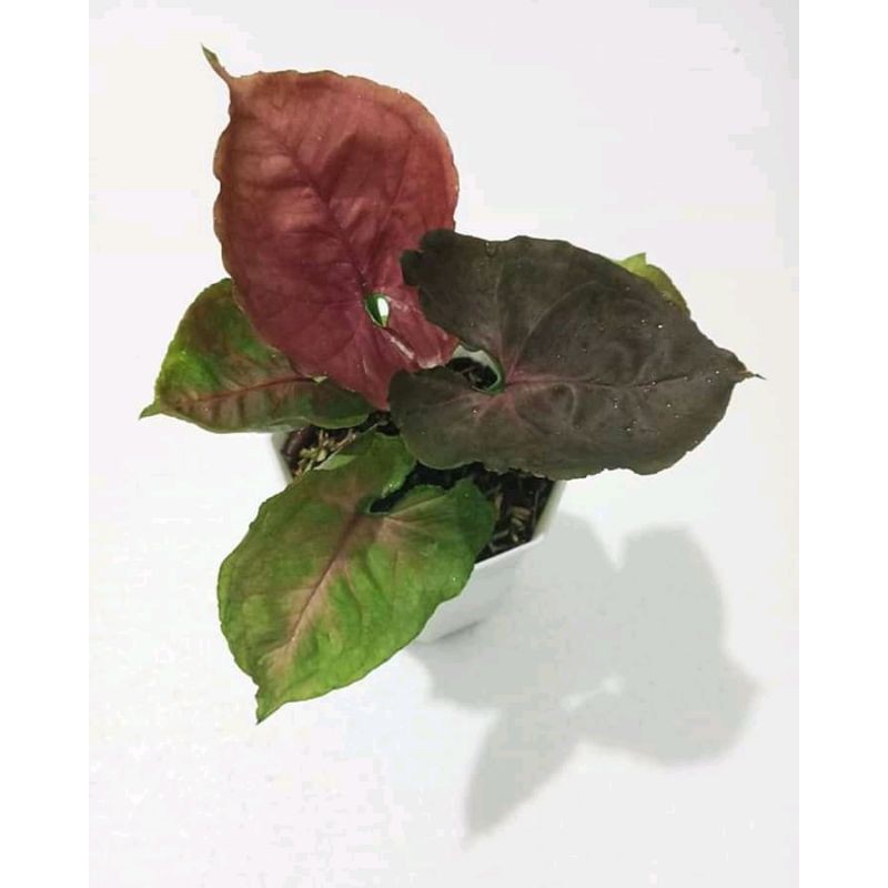 Sp Singonium