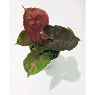 Sp Singonium
