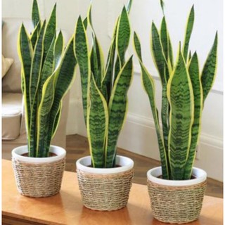 Cây Lưỡi Hổ Vàng Phong Thủy Tốt
