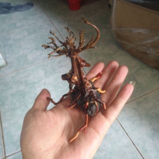 Lũa bonsai thủy sinh