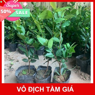 Giống Chuẩn (GIÁ SỈ) CÂY HOA HỒNG TRÀ MY