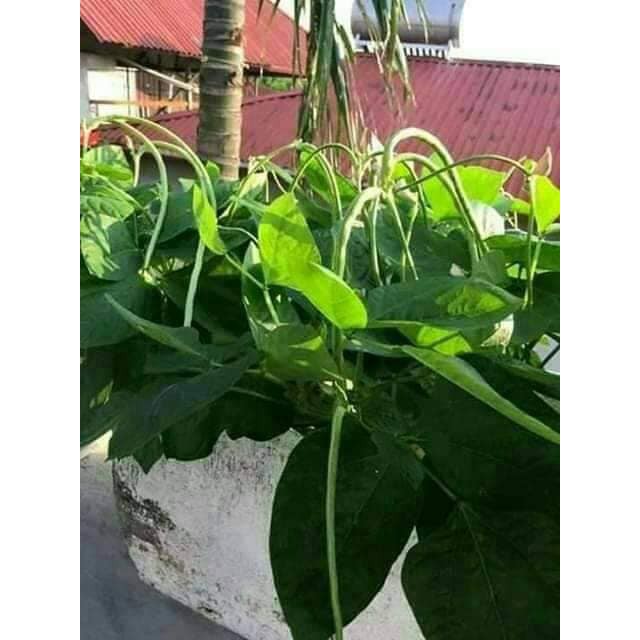 HẠT ĐẬU ĐŨA HẠT ĐEN DẠNG CÂY - GÓI 20 GRAM