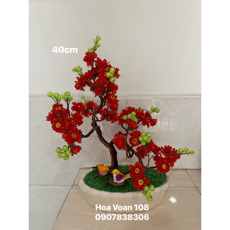 cây bonsai- cây kiểng