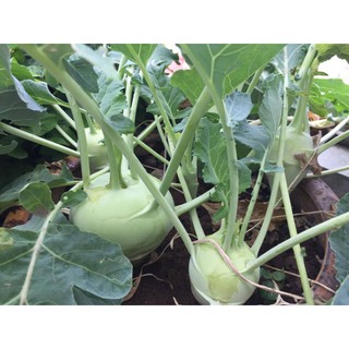 [RẺ VÔ ĐỊCH]Hạt giống su hào cao sản F1 (2gram)