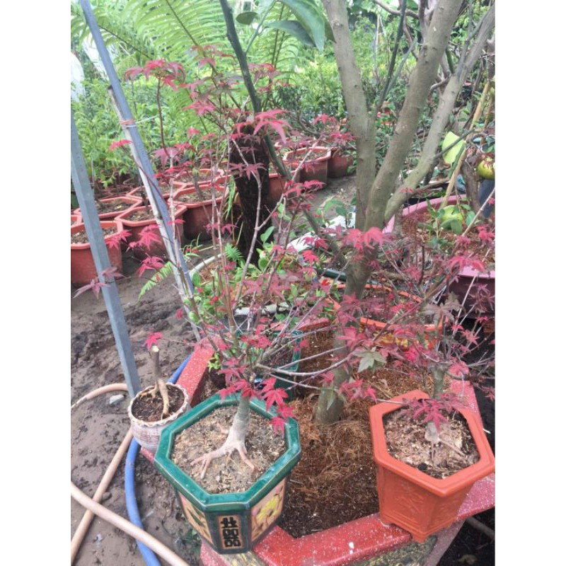 Cây Phong lá đỏ xuất xứ từ Nhật Bản thích nghi và phù hợp với khí hậu mọi miền dễ chăm sóc