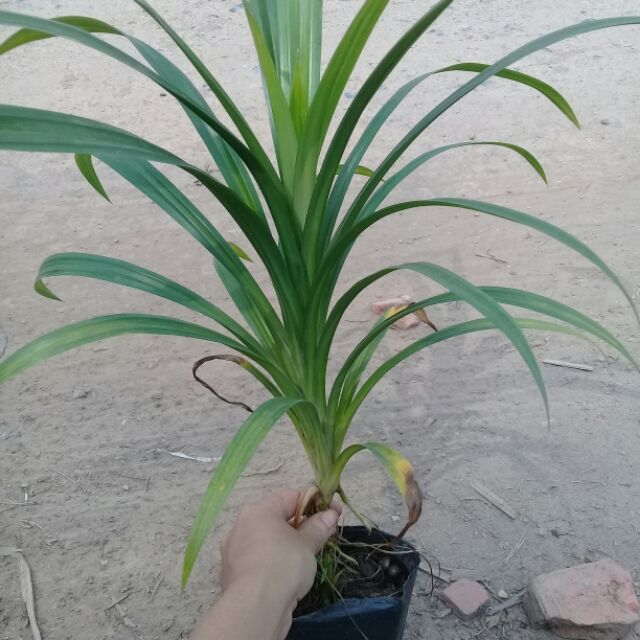 cây lá cơm nếp
