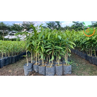 Cây giống Đàn Hương Trắng f1 thuần chủng