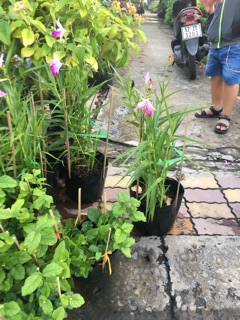 Chậu hoa Lan trúc