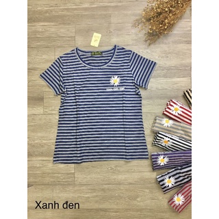 Áo thun sọc in hoa cúc bigsize tuyenphan vnxk