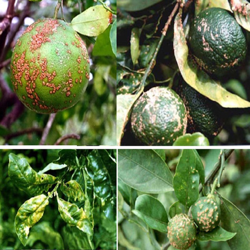 Vimancoz 80WP  đặc trị nấm bệnh phổ rộng, thán thư, ghẻ sẹo, thối nhũn...