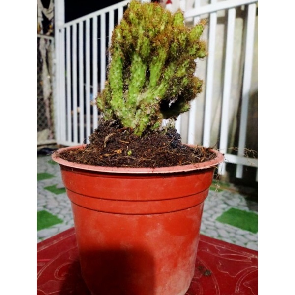 Xương rồng núi vàng