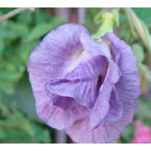 Hạt giống Đậu Biếc Cánh Kẹp Màu Xanh Da Trời Blue Sky Nhập Khẩu Nguyên Bao Bì Thái Lan - 10 Hạt