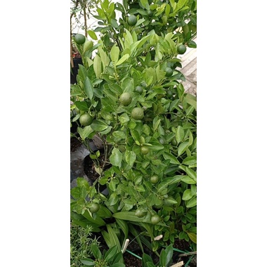 Chậu tắc/Hạnh chua đang trái như hình