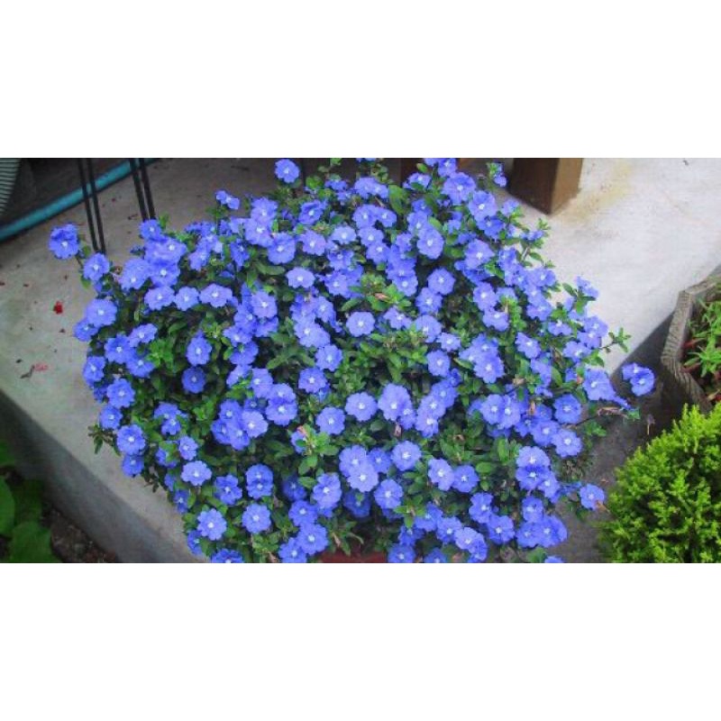 2 chậu Cây thanh tú