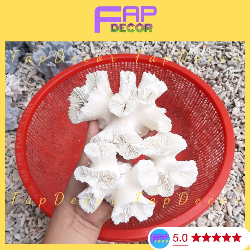 Chùm Bông Rạn San Hô Trắng Thiên Nhiên Trang Trí Thủy Sinh, Decor Bể Cá, Làm Quà Tặng, Trang Trí Kệ Tủ - FapFood