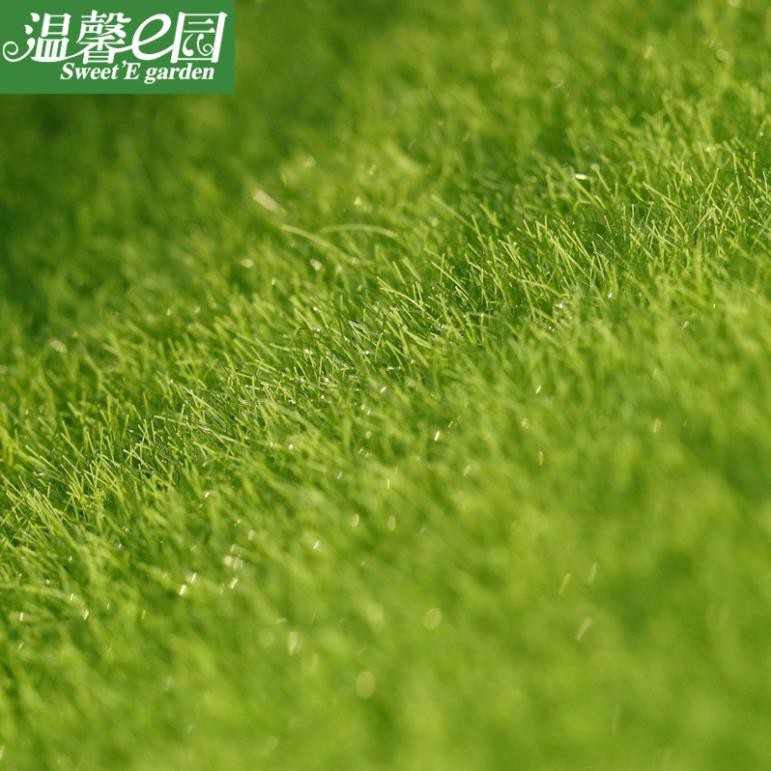Tiểu Cảnh: Hòn đá bám cỏ - Thảm cỏ xanh trang trí tiểu cảnh terrarium