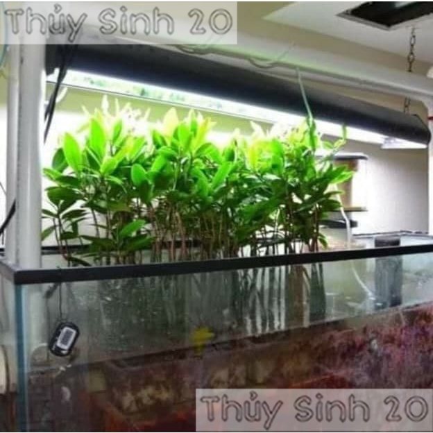 Cây Thủy Sinh -Trái Đước - Biotope -thủy sinh độc lạ