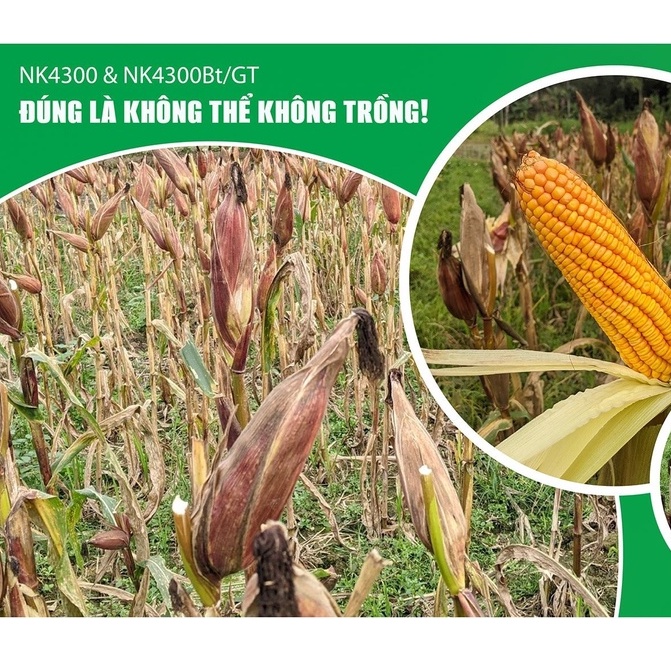 1Kg Hạt Giống NGÔ BIẾN ĐỔI GEN NK4300 Bt/GT LAI ĐƠN F1 siêu chịu hạn, kháng sâu đục thân