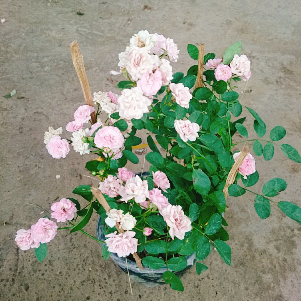 Cây Hồng Bạch Trà  - Hồng Đông Mai