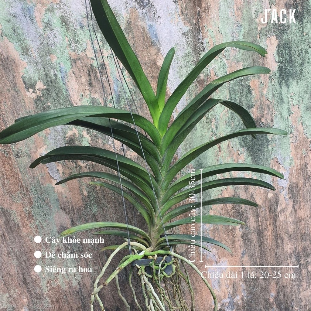 Lan Giáng Hương Trắng Tím - Vanda Lai